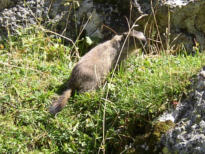 marmotte au lac de La Plagne