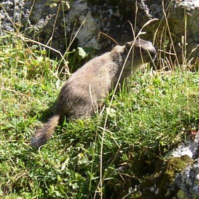 marmotte au lac de La Plagne