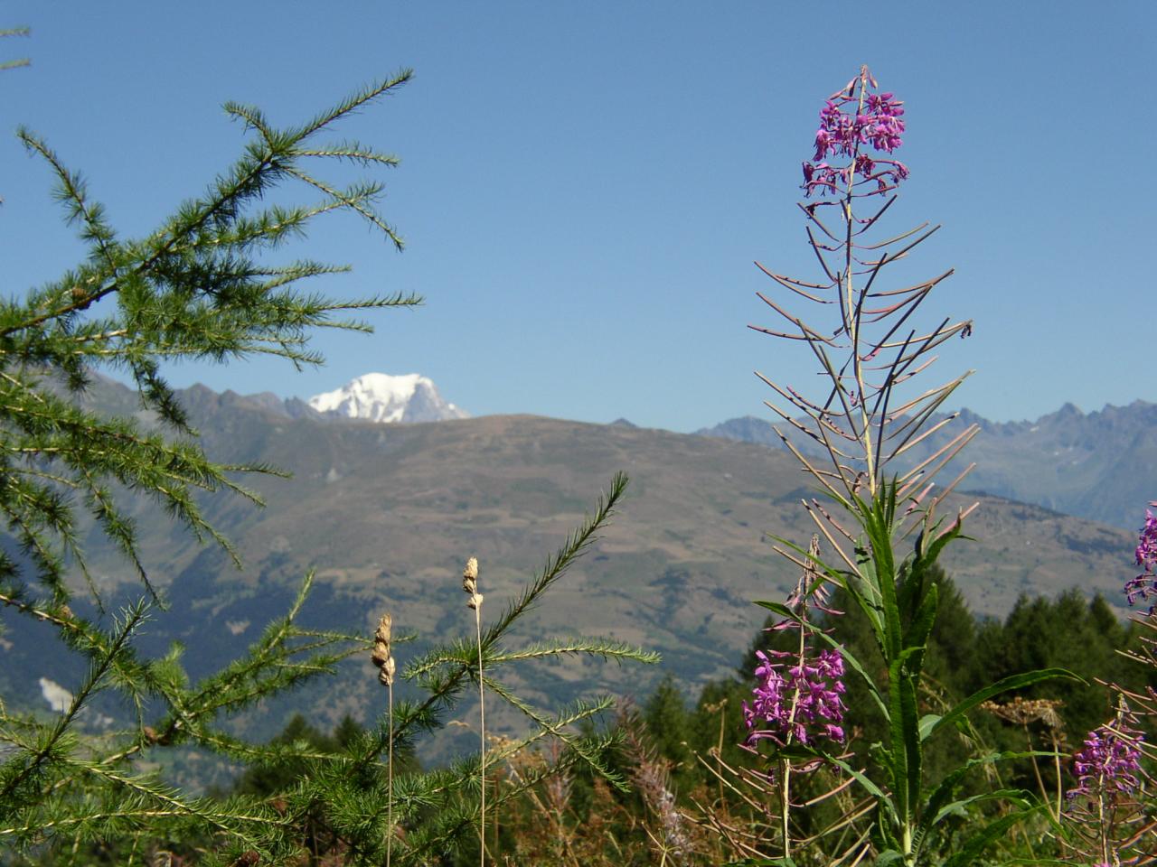 Mont-Blanc, mélèze  et épilobe