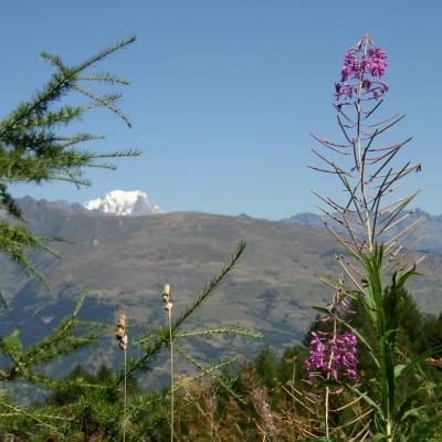Mont-Blanc, mélèze  et épilobe
