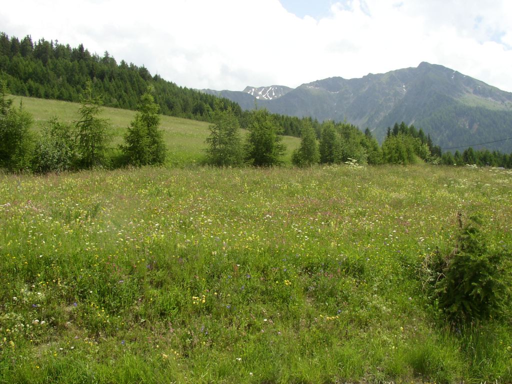 prés fleuris au-dessus de Longefoy