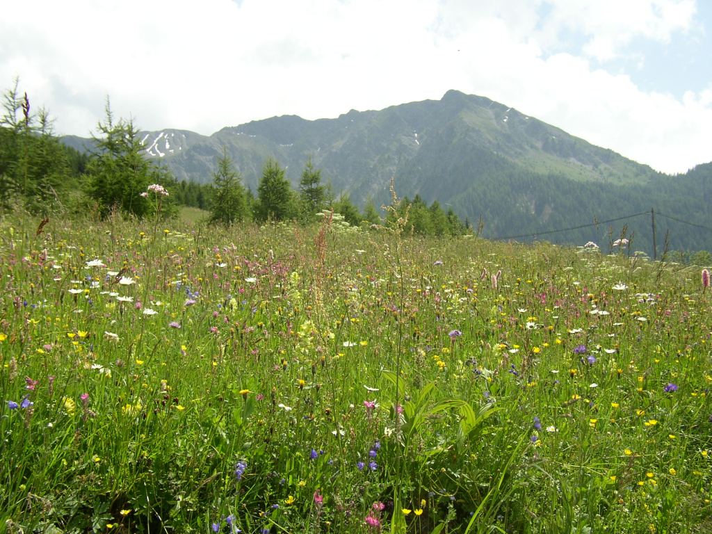 prés fleuris au-dessus de Longefoy