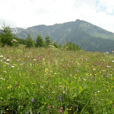 prés fleuris au-dessus de Longefoy